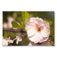 Springtime Photo Print