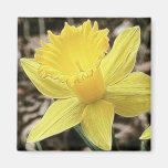 Springtime Yellow Daffodil Magnet