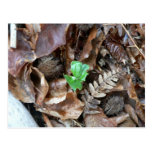 Sprout Amoungst Dead Leaves Postcards