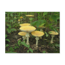 Sprouting Mushrooms Post Cards