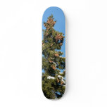 Spruce Tree Top With Cones Skateboard Decks