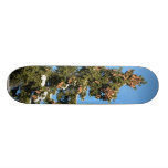 Spruce Tree Top With Cones Skateboard Decks