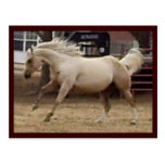 Spunky Palomino Postcard