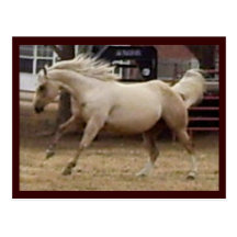 Spunky Palomino Postcard
