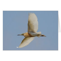 Squacco Heron Greeting Card