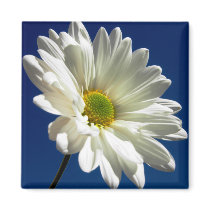 Square Daisy Magnet