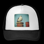 Square Photo - Favourite Perch chapeaux