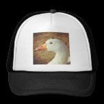 Square Photo - Goose (Close-up) chapeaux