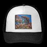 Square photo - Magnolia Blossom chapeaux