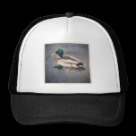 Square Photo - Mallard Duck chapeaux