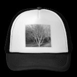 Square Photo - Tree chapeaux