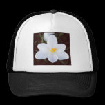 Square Photo - White Crocus chapeaux