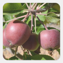 Square Sticker with Apples