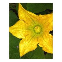 Squash Blossom Custom Letterhead
