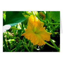 "Squash Blossom in Autumn" cards