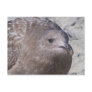 Squeaky Post Card