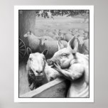 Squealer Poster