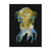 Squid Bobtail Dumpling Stubby Sepiola Atlantica Post Card