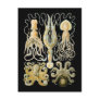 Squid & Octopus Post Card