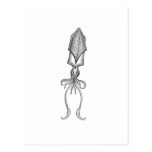 Squid Postcards