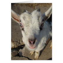 Squiggles Greeting Cards