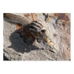 squirel eating business card