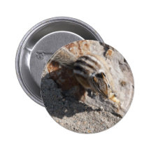 squirel eating button