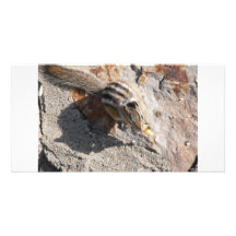 squirel eating photo card