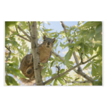 squirel in tree stationary stationery