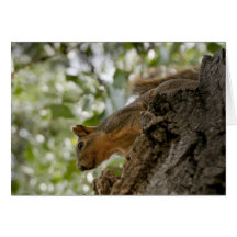 squirel staring card