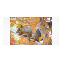 squirel with nut photo card