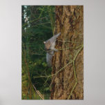 Squirrel Attack Print