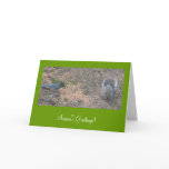 squirrel & blue jay IV cards