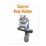 Squirrel Body Builder Post Cards