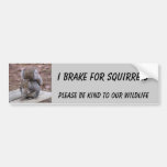 squirrel bumper sticker