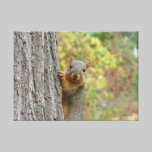 Squirrel canvas canvas prints