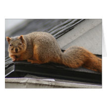 Squirrel Card