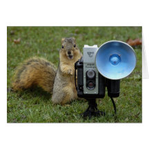 squirrel card large