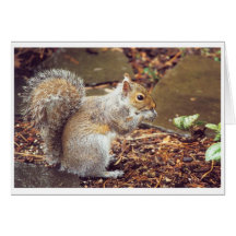 Squirrel Cards