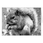 Squirrel Cards