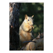 Squirrel Cards