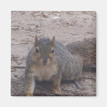 squirrel Cute magnet