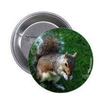 squirrel eating a nut button