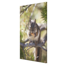 Squirrel eating a pine cone 2 canvas prints
