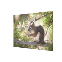 Squirrel eating a pine cone canvas print
