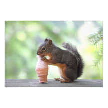 Squirrel Eating an Ice Cream Cone Art Photo