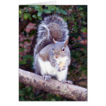 Squirrel Eating Card