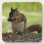 Squirrel eating Cone Drink Coasters
