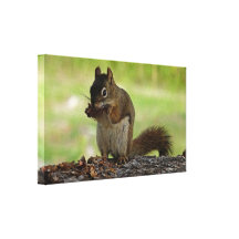 Squirrel eating Cone Stretched Canvas Prints