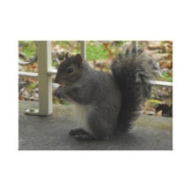 Squirrel Eating Nuts Gallery Wrap Canvas